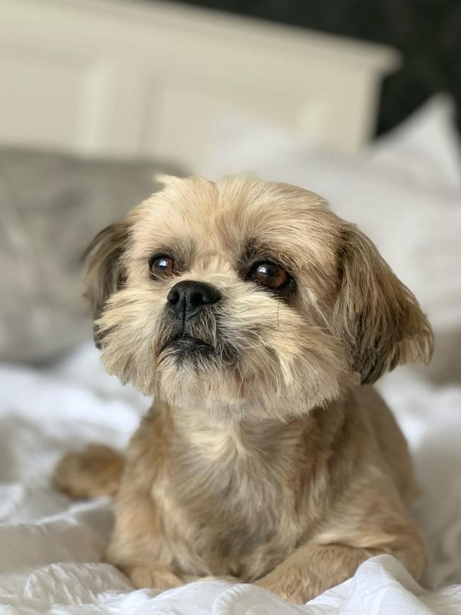 Pekingese cross mini Shih tzu Zara, 11, died after being bitten by an eastern brown snake in backyard in Melbourne’s northwest. Picture: Supplied