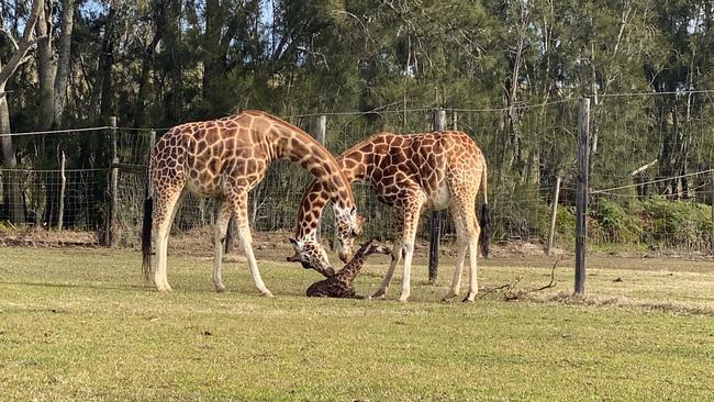 Proud parents Binti and Mtunbu with their baby at Mogo Zoo.