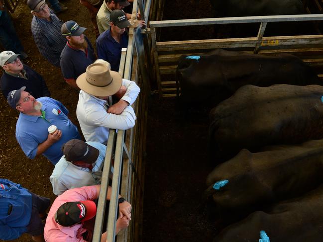 LIVESTOCK: Pakenham Feature Female SalePakenham feature female cattle sale.Pictured: Generic beef cattle and saleyards. PICTURE: ZOE PHILLIPS