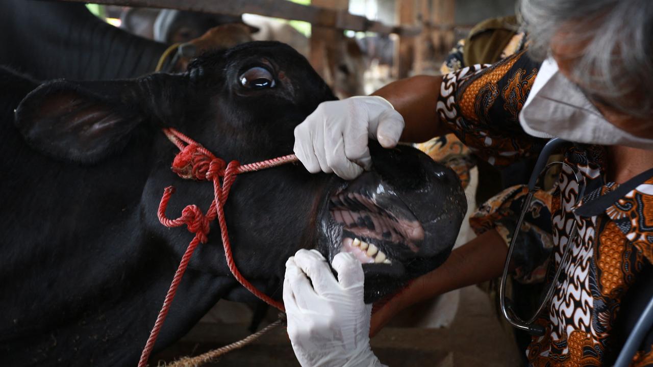 The highly virulent foot and mouth disease is rapidly spreading through Indonesian livestock for the first time since the 1980s. Picture: Perdiansyah / AFP