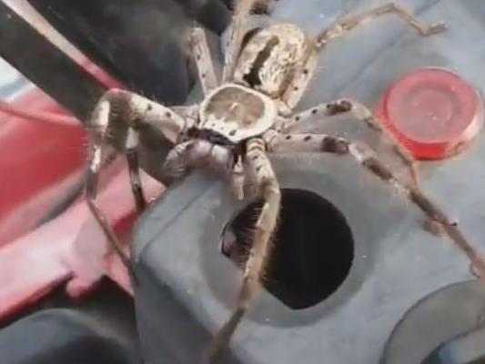 The spider crouched down and launched itself. Picture: Metui Tongatua / Instagram