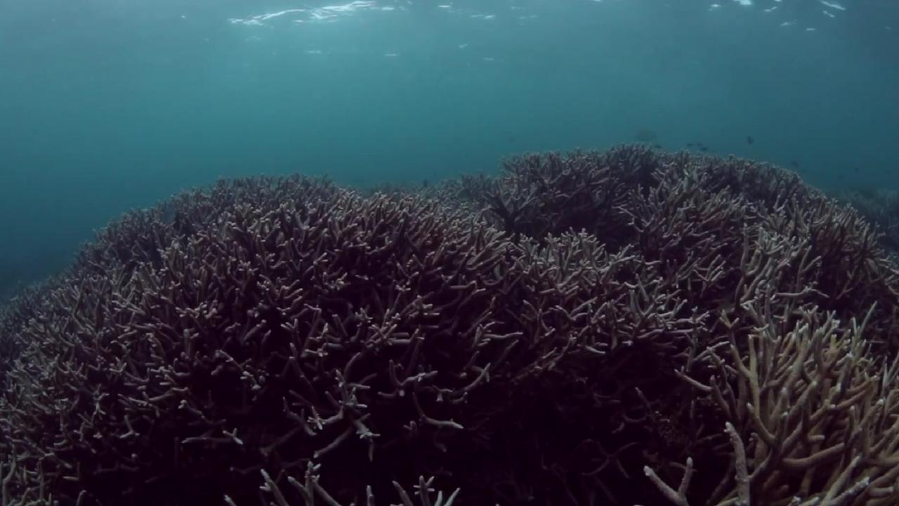 Scientists say they're horrified by a mass coral bleaching event occurring right across the Great Barrier Reef. Picture: Hervey Bay CoralWatch