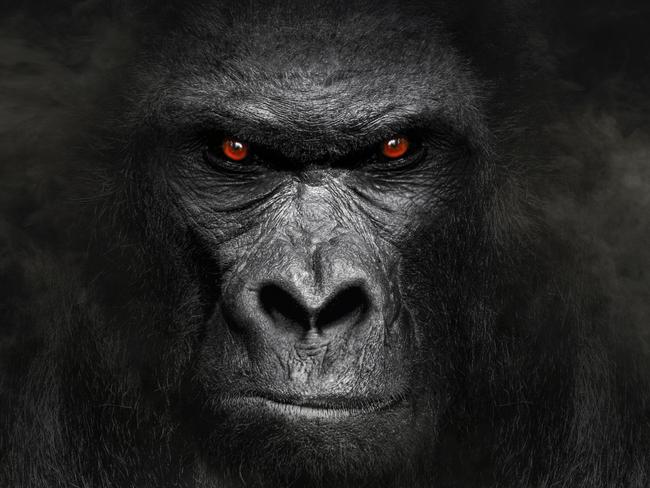 It’s the question that has got the internet talking – who will win a no-rules fight between one male adult gorilla or 100 men?