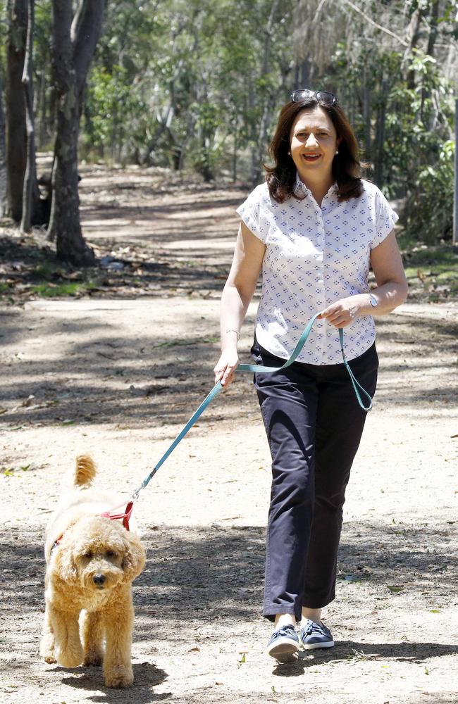 Premier Annastacia Palaszczuk was seen walking her dog Winton in Brisbane on the morning after the state election. Picture: Tertius Pickard/NCA NewsWire