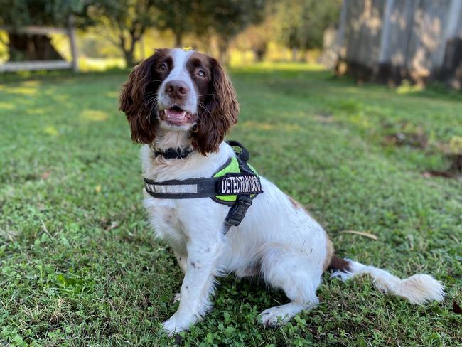 The the uncanny canine water leak tracker dog.