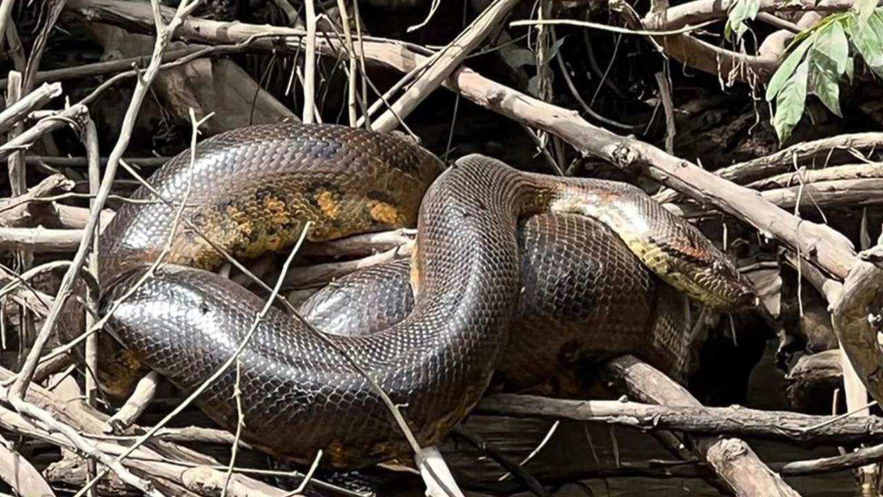 Huge Anaconda Discovered By Queensland Scientists Daily Telegraph