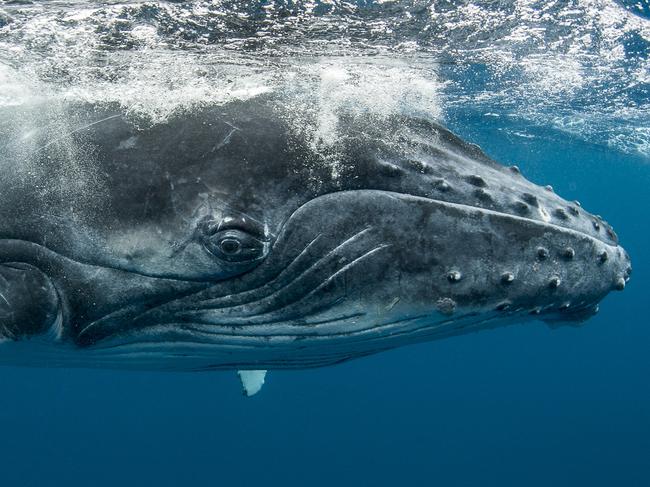 Nature winner: Neil Vincent Noraville based photographer Neil Vincent's portfolio is of whale calves frolicking near Tonga.