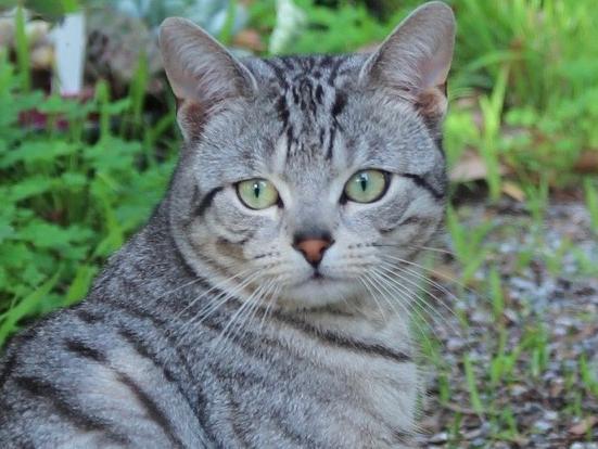 Monty Mason was killed by an eastern brown snake on Australia Day. Picture: supplied