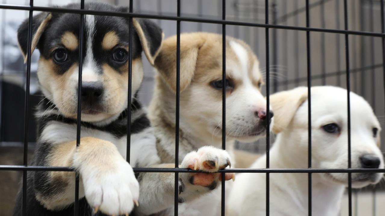 Fears for animal welfare as abandoned pet numbers soar