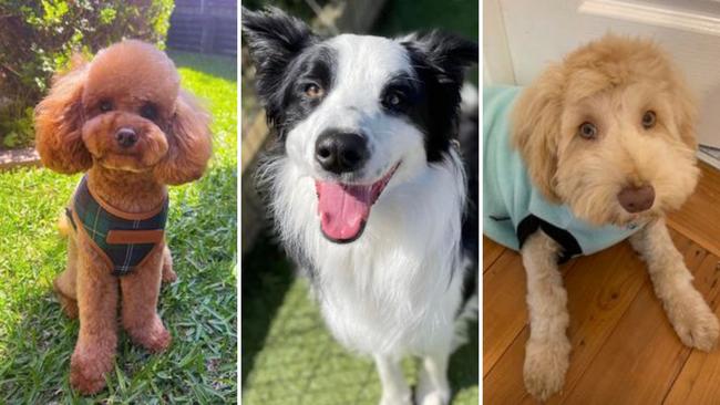 The cutest dogs from across NSW now vying for the state crown (L-R): Gilbert from Blacktown Arlo from Canberra, and Sonny from The Central Coast.