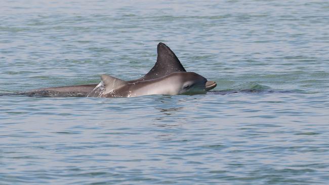 Baby Tinsel snapped in the Adelaide Dolphin Sanctuary on January 5. Picture: Sharon Sharp