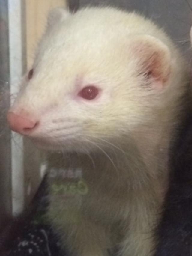 The ferret latched onto the woman’s face.