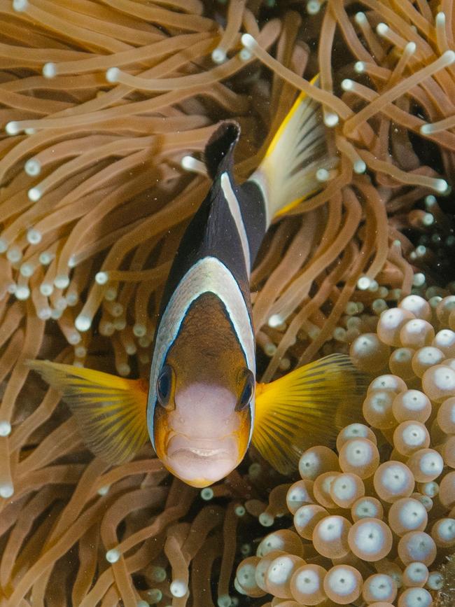 A coral reef at Menjangan Island.