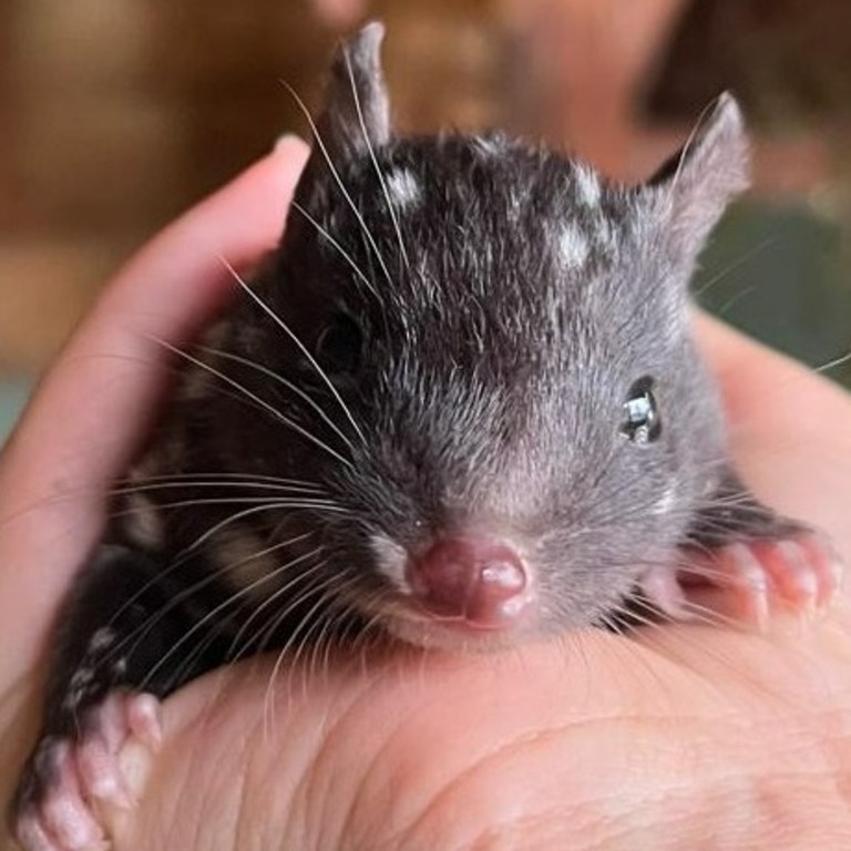 One of the new Eastern Quoll joeys from the Bonorong Wildlife Sanctuary Eastern Quoll Breeding Program. Picture: Bonorong Wildlife Sanctuary