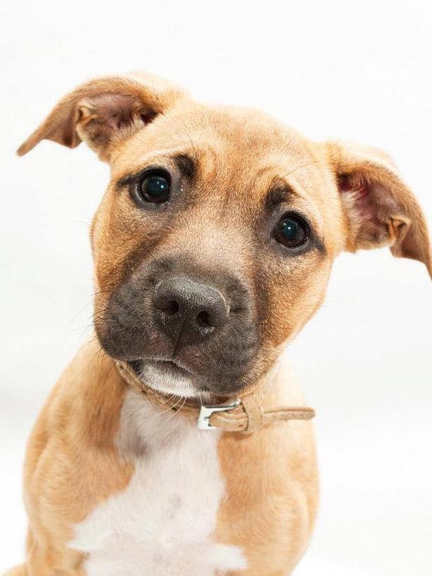 Anna Hamilton and Luke Hutchinson’s five-year-old staffie/labrador Soxi. She was adopted at three weeks old when her mum passed away and the little family has been inseparable ever since. The smile this little rascal can put on Anna and Josh’s faces is of “epic proportions”.
