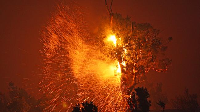 Wayatinah Bushfire, the blaze near Ouse threatening the Derwent Valley town, a tree explodes in flames fanned by strong winds