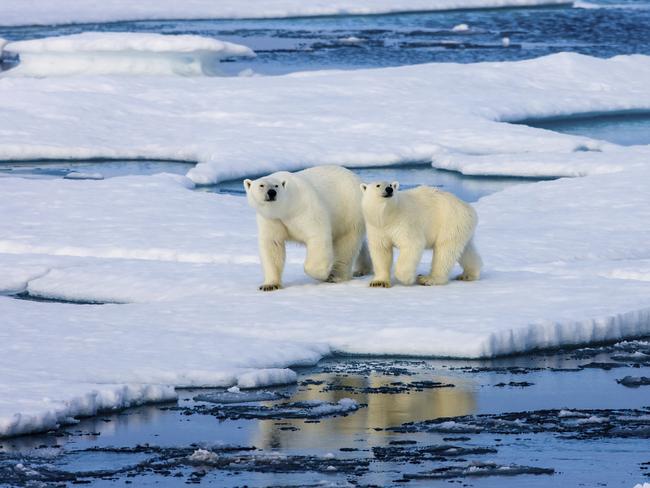 See polar bears on the Arctic Circle Express. Picture: Getty