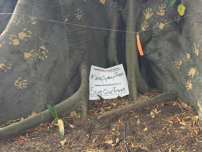 Nineteen trees were painted in the section between the Tibby Cotter Bridge and Lang Rd / Picture: Supplied