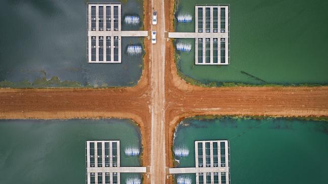 Murray Cod Australia, founded in 2017, began with two ponds and produced about 40 tonnes of the native fish in its first year of operation in the NSW Riverina region. Five years later it has 34 ponds, with another 14 planned for next spring, as it moves towards producing about 10,000 tonnes a year.