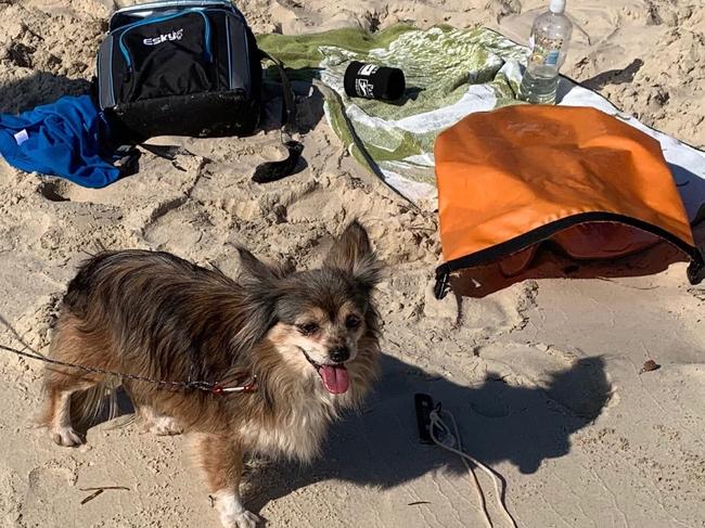 This was the first photo taken of a dog after he was found alone on Wavebreak Island on the Gold Coast on July 29. Noone has claimed the dog yet, who remains in a Gold Coast pound. Picture: Anne and Peter Salewski