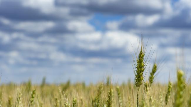 Falling down: After hitting a three-month high in the last week of January, wheat futures have taken a tumble. Picture: Zoe Phillips