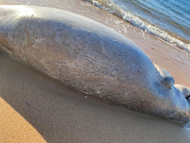 A dead dugong washed up on the beach at Scotts Point in Moreton Bay on Saturday. Picture: Tracey Spears/Facebook