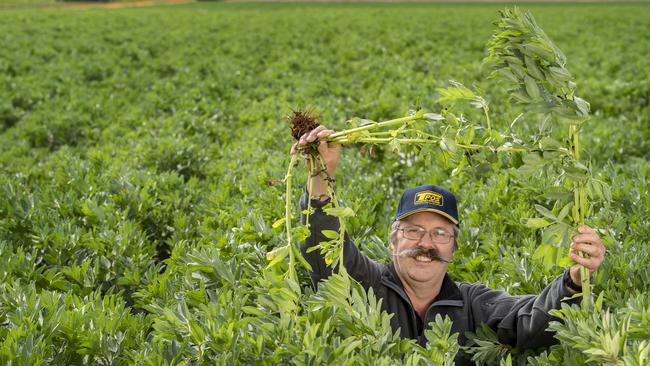 Holding out hope: Neale Postlethwaite in his faba bean crop at Gooroc. After a good start, the area experienced a dry winter and more spring rain is needed to finish off crops. Picture: Zoe Phillips