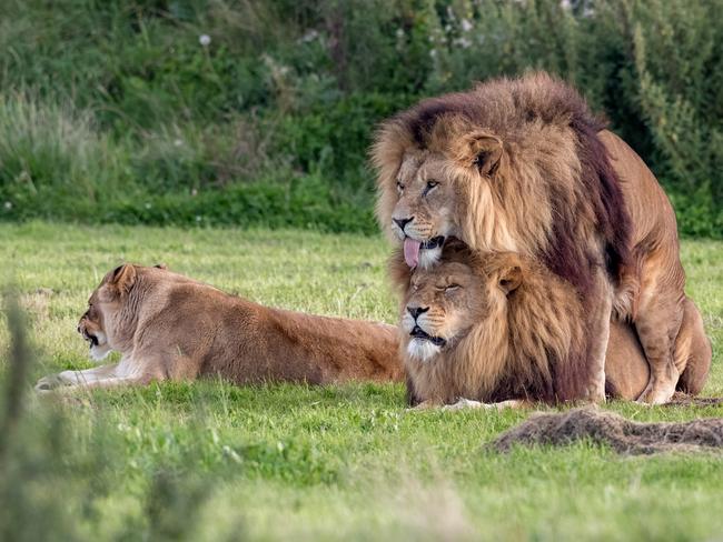 Two’s company, three’s a crowd. Picture: Russ Bridges/Mercury Press