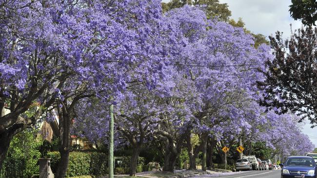 Jacaranda trees along Macarthur Rd, Elderslie. Picture: Robert Pozo