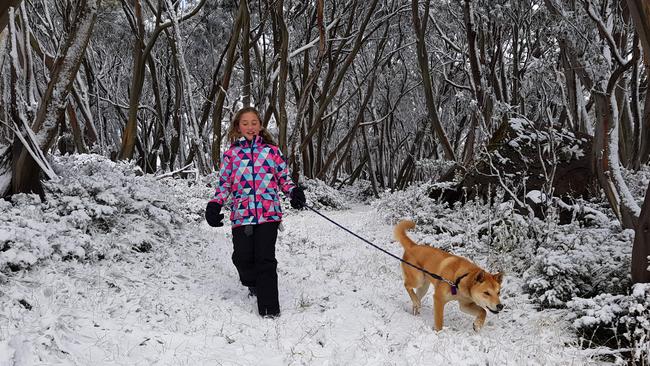 10-05-18 - Snow falls at Mount Baw Baw in Victoria. Kids Indi (pink jacket) and Ryder (blue jacket)  Bechaz with alpine dingoes Rowdy(orange) and Warragul (white.) Supplied : Mt Baw Baw