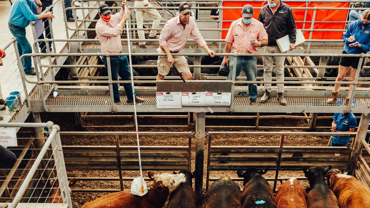 The latest Pakenham store cattle sale lproduced high prices on weaner calves. Picture: Chloe Smith.