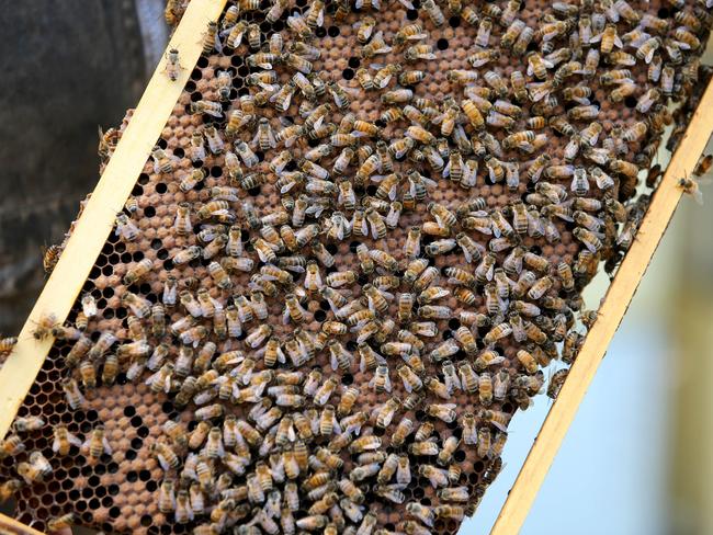 The honey industry has also been affected by the drought in NSW. Picture: Nathan Edwards