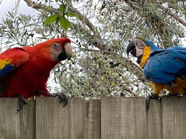 Ngo Duy Tam's pet macaws Coco (left) and Bosco are a regular feature in the Footscray area. Source: Facebook