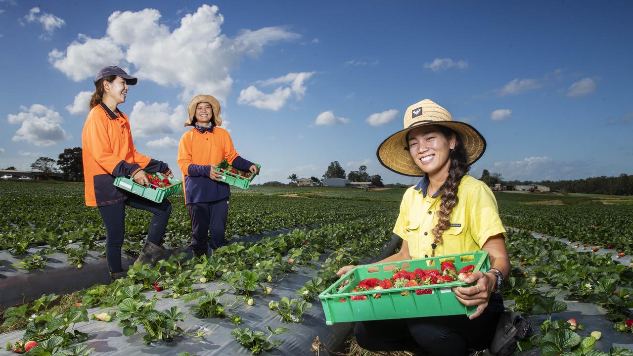 Fruit Picking Job Adelaide