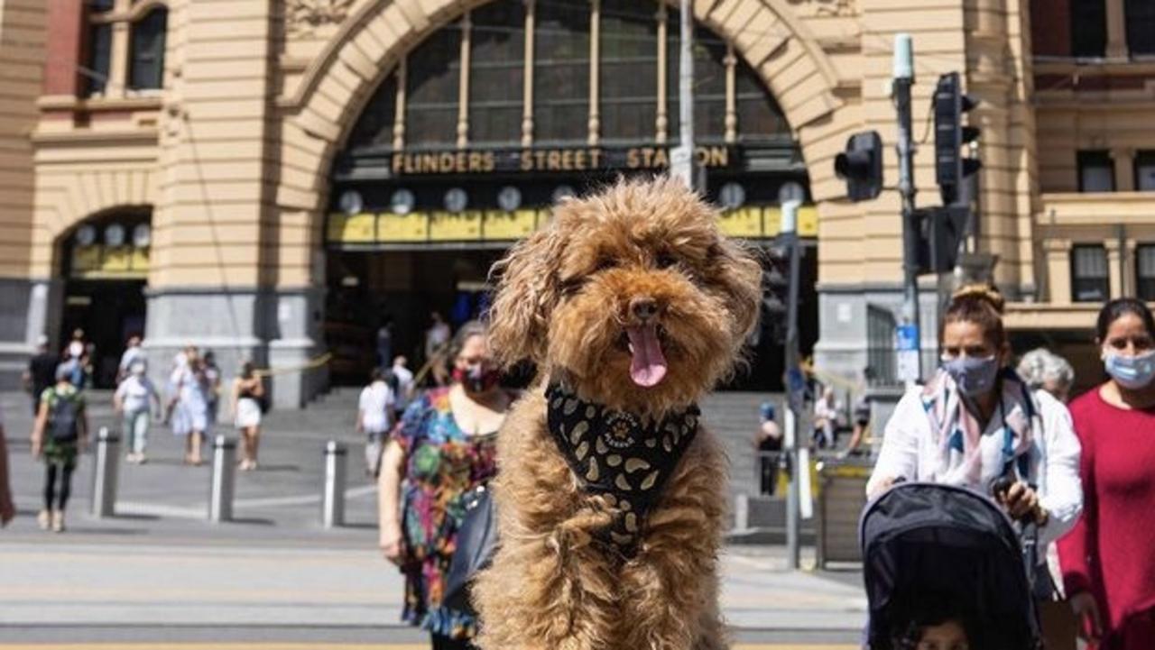 how many dogs can you own in melbourne