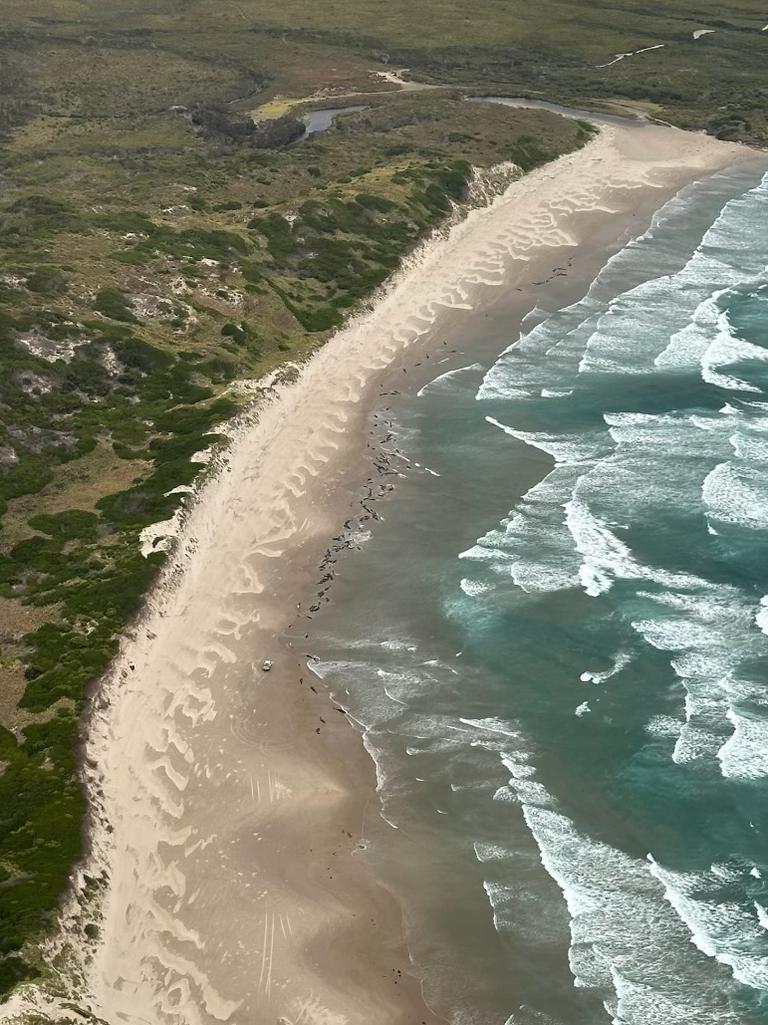 Mass whale stranding near Arthur River on Tasmania's West Coast on February 19, 2025. Picture: NRE Tas