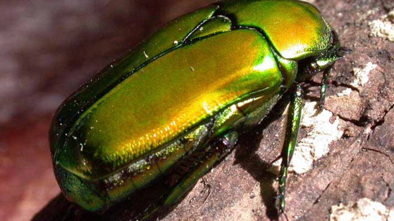 Ischiopsopha are beetles from the subfamily Cetoniinae