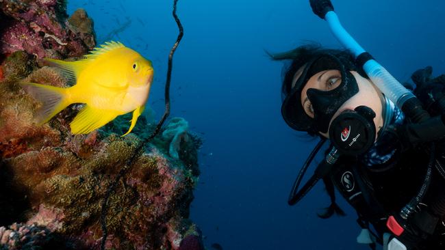 Dr Jodie Rummer completed 15 dives at 13 reefs on the Great Barrier Reef earlier this month to collect data about the yearly coral spawning. Photo: Brad Fisher-Thompson.