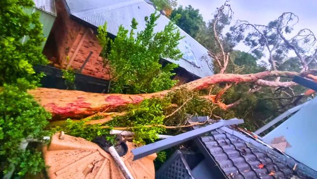 The massive 32-metre tree weighing 20-tonne crashed on to the roof of this Arana Hills property. Picture: Contributed