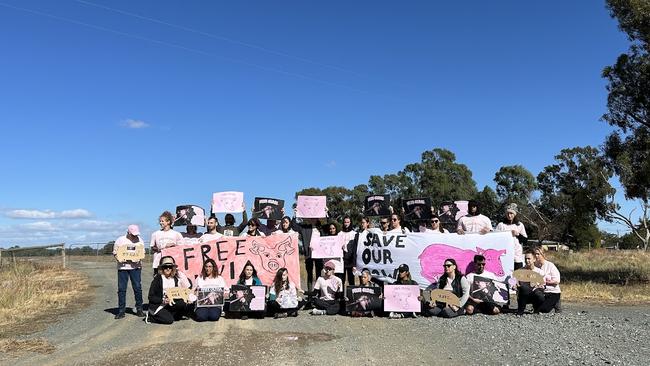 Protesters have gathered outside Midland Bacon piggery demanding the release of allegedly raped sow Olivia. Picture: Oscar Jaeger