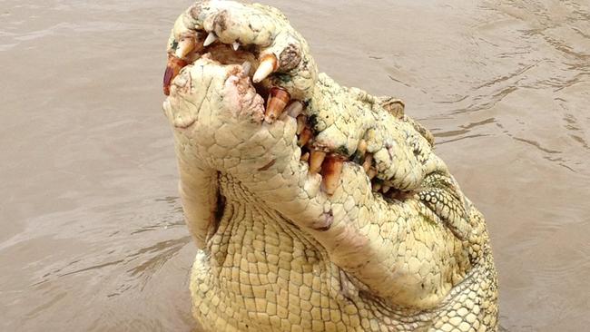 A 4.5-metre albino croc dubbed Michael Jackson was a popular sight on the Adelaide River. PICTURE: Adelaide River Queen Cruises