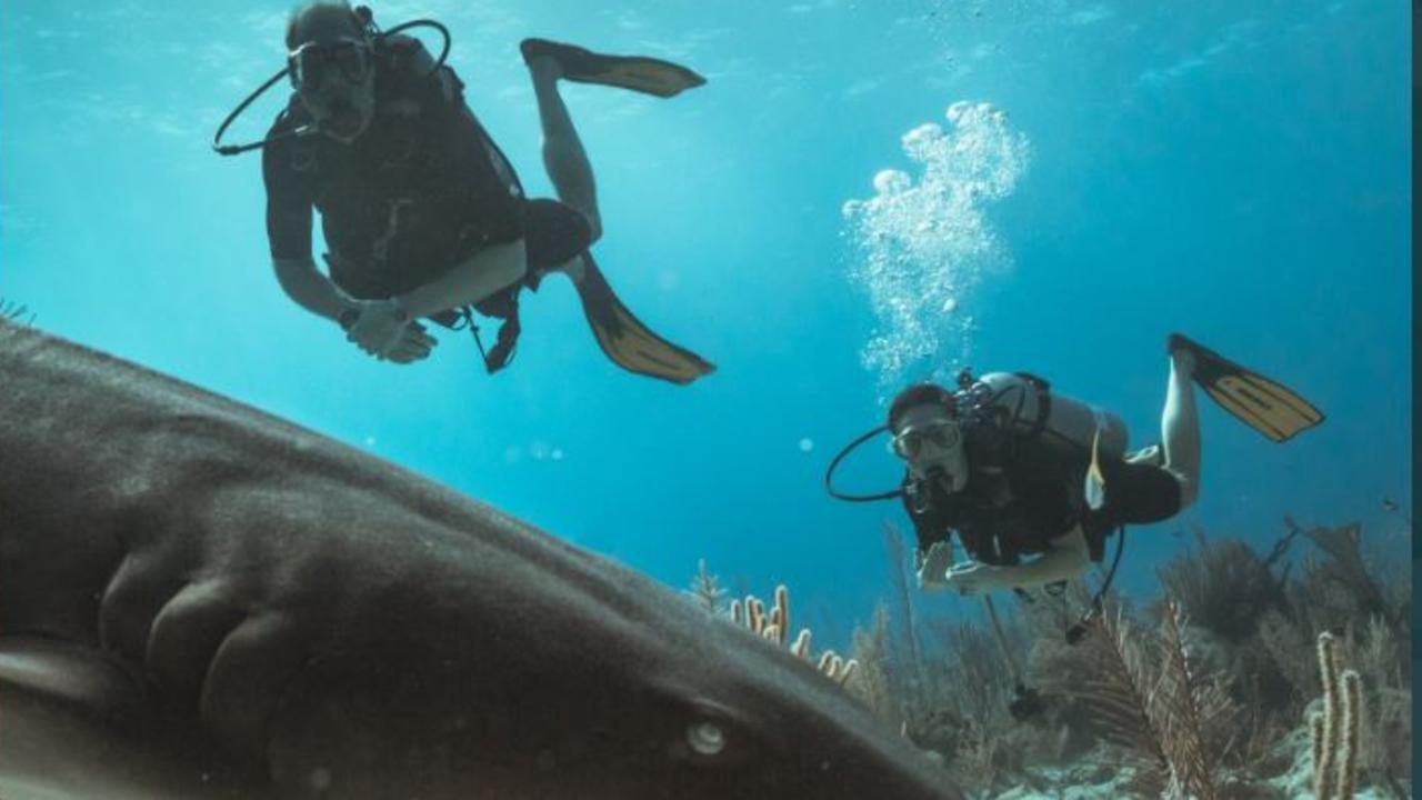 Wills and Kate brave shark-infested waters