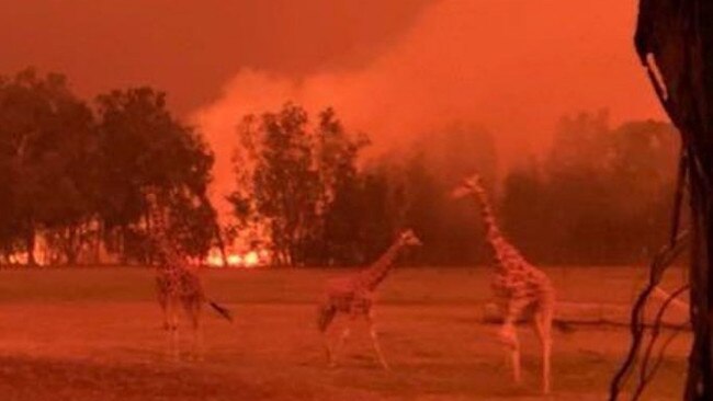 Giraffes seen at Mogo Zoo on the NSW South Coast during the bushfires. Picture: Nine News