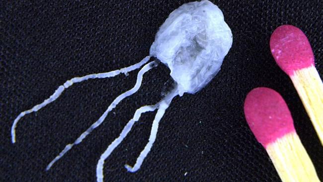 A tiny but fully grown deadly Irukandji jellyfish lies next to match sticks for size comparison.