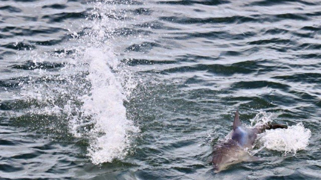 Labrador local photographs bottle-nosed dolphins mating in Gold Coast  Broadwater | Gold Coast Bulletin