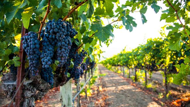 Vineyard and Cabernet Sauvignon grape cluster. Picture: File