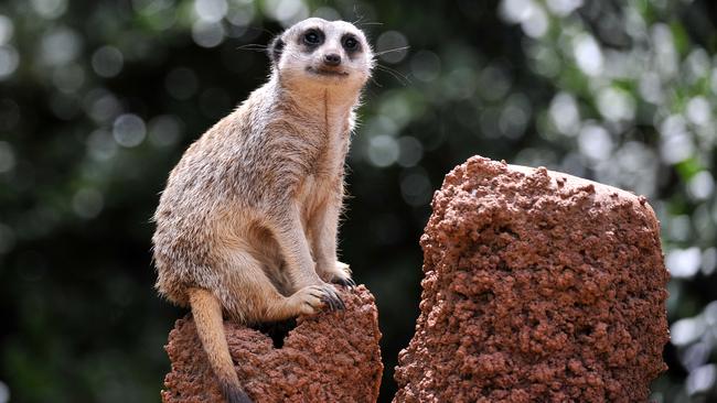 The girl was found near the meerkat exhibit. Picture: Theo Fakos