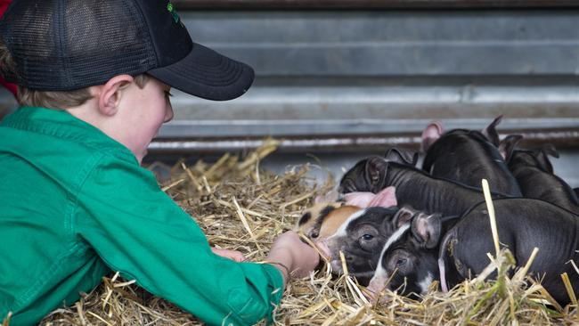 Eric, 7, with new piglets. Picture: Zoe Phillips