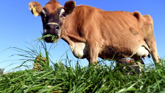 Coles is extending its sourcing of farmer-supplied milk. Picture: AFP