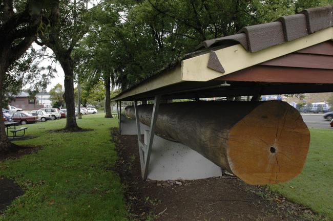 Cedar Log at the Lismore City Hall. Photo The Northern Star Archives. Picture: The Northern Star Archives